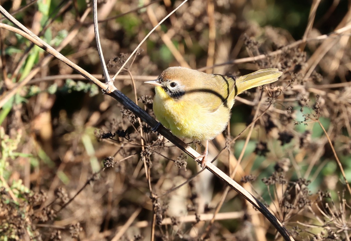 Common Yellowthroat - ML646213486