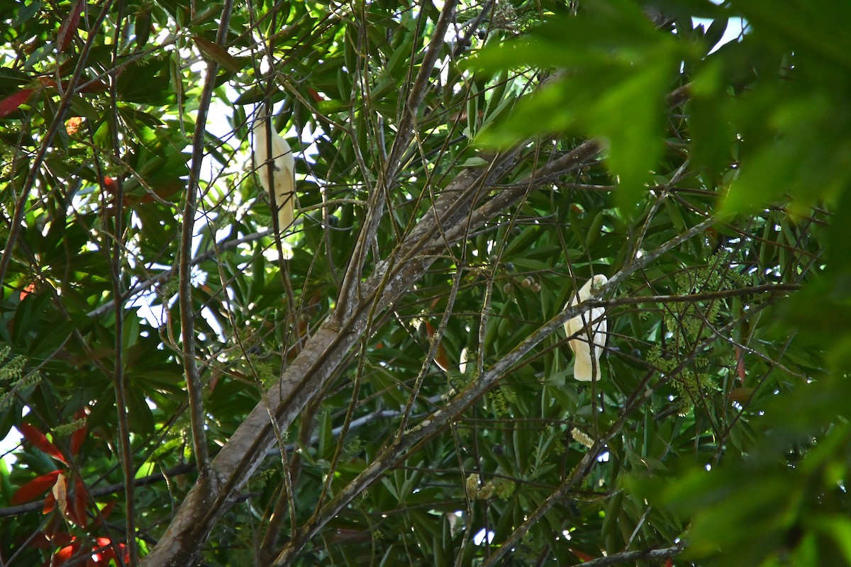 Tanimbar Corella - ML646213487