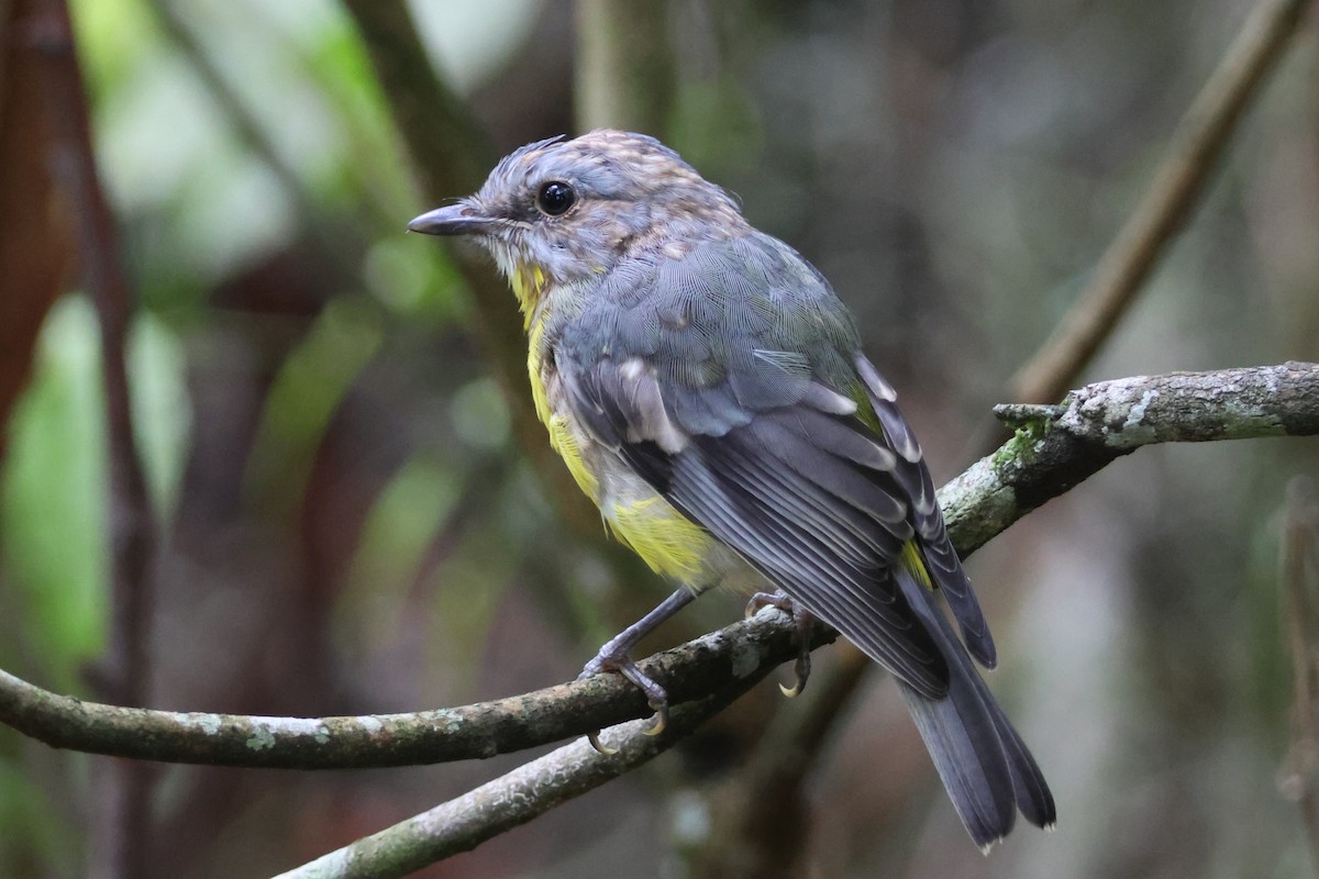 Eastern Yellow Robin - ML646213493