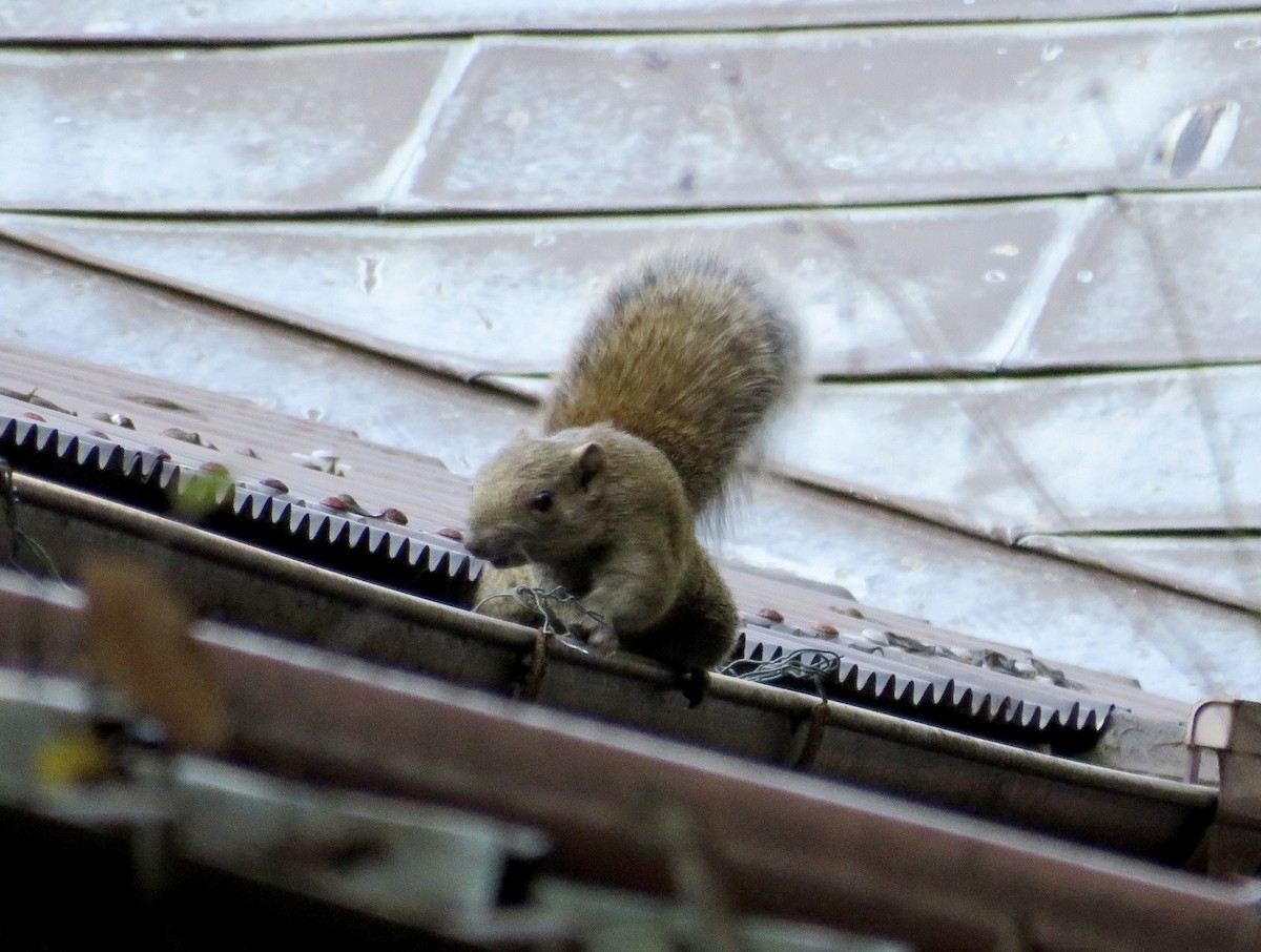 Pallas' Squirrel - ML646213499