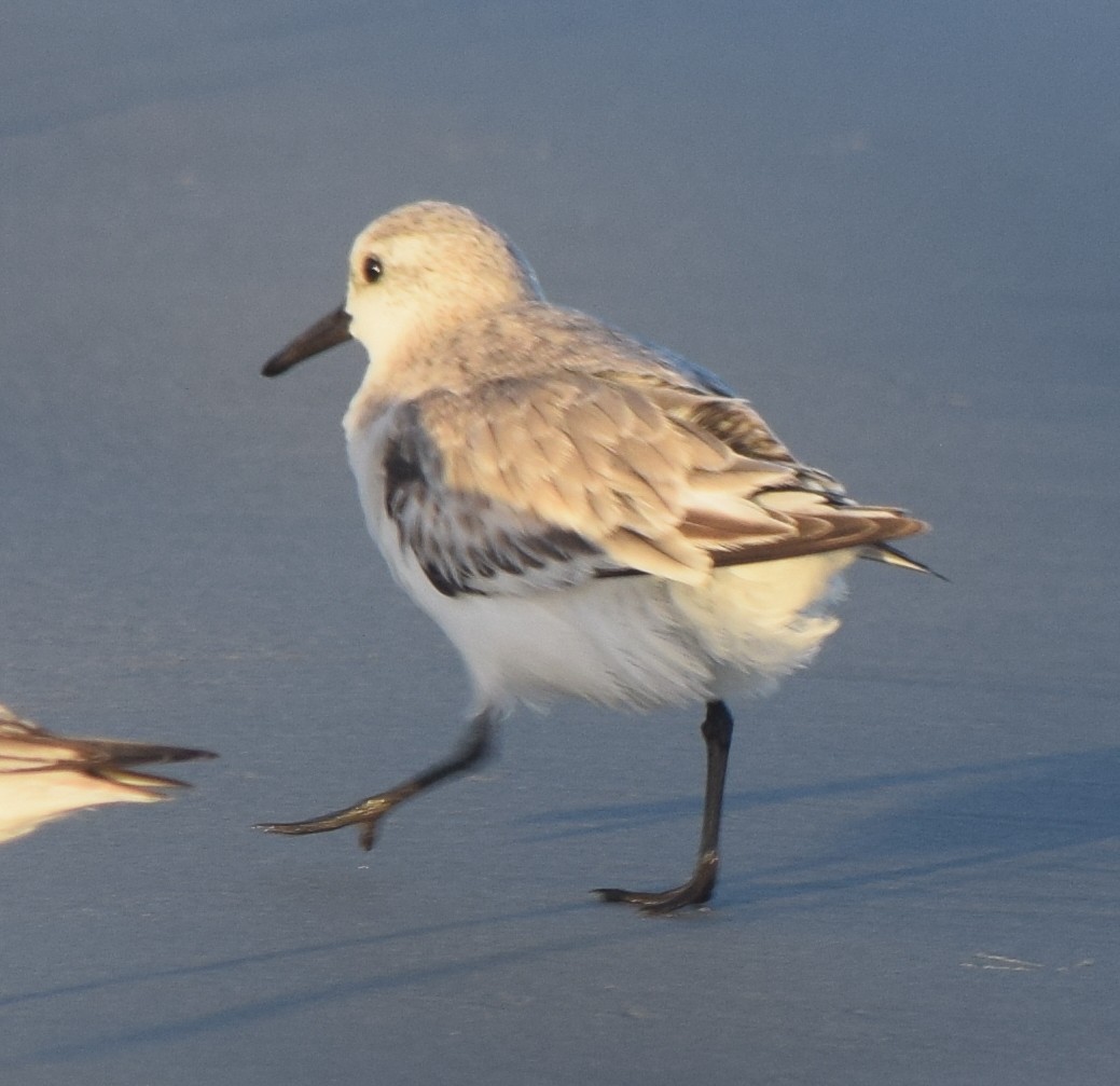 Txirri zuria - ML646213502