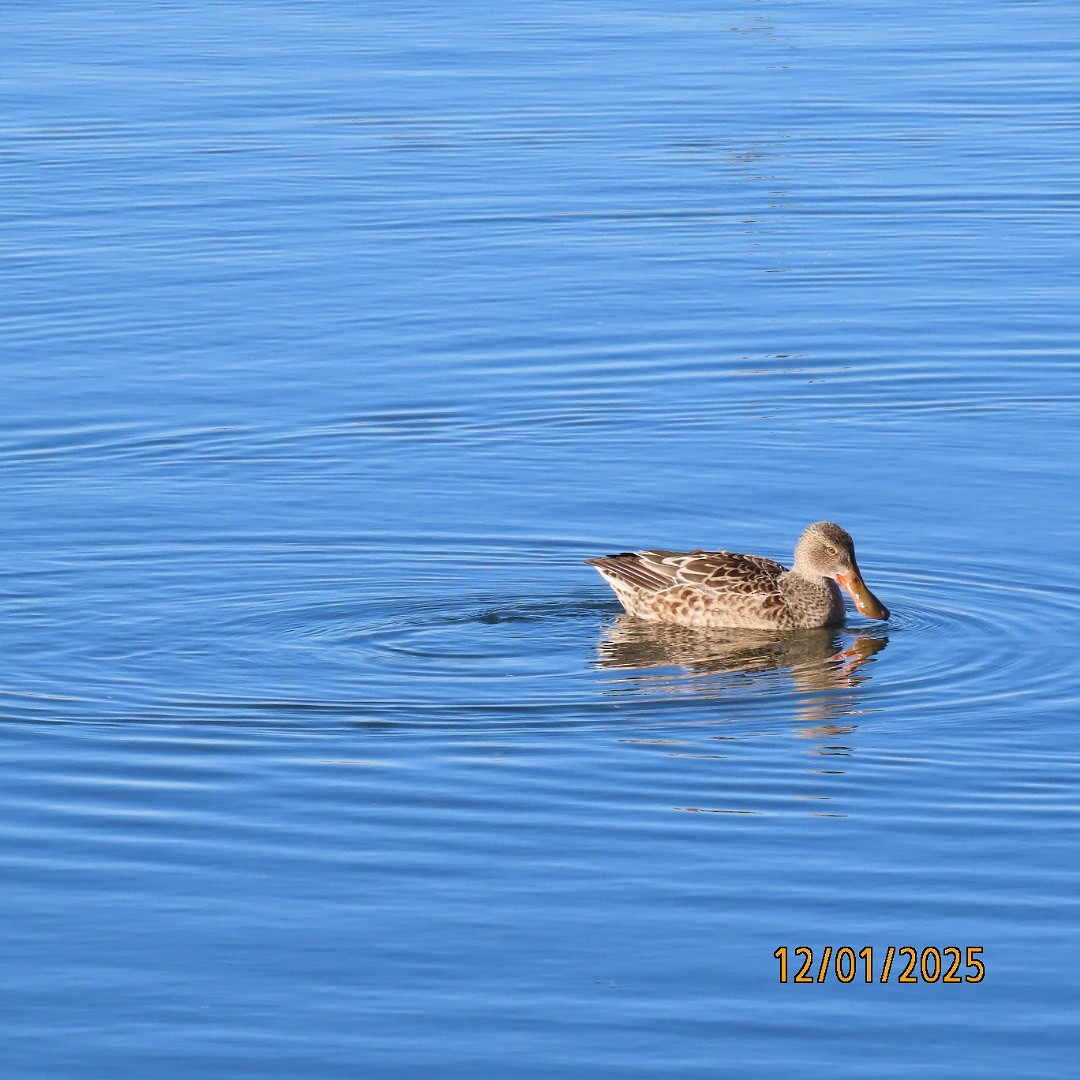 Northern Shoveler - ML646213517