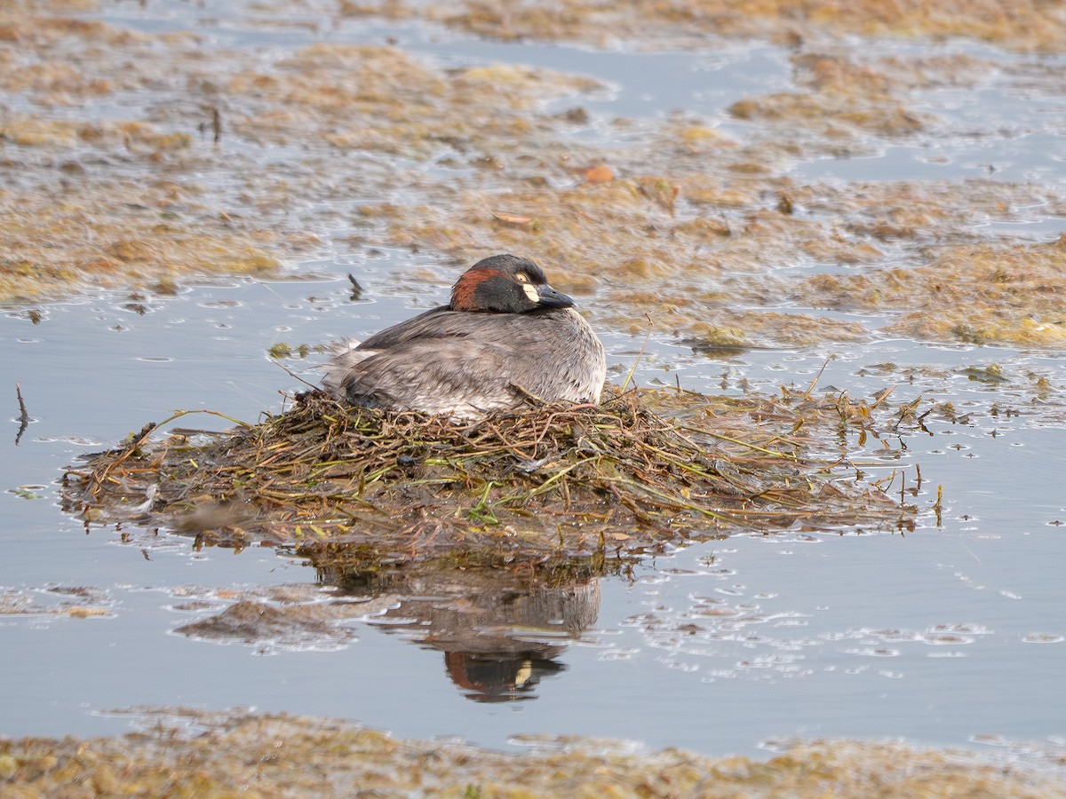 Австралийская поганка - ML646213521