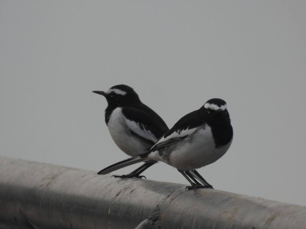 White-browed Wagtail - ML646213524
