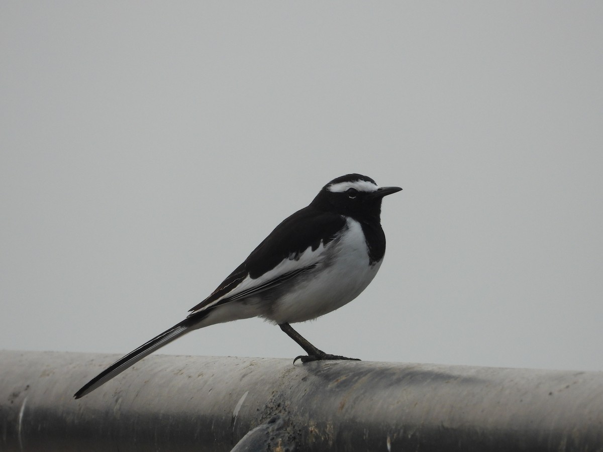White-browed Wagtail - ML646213525