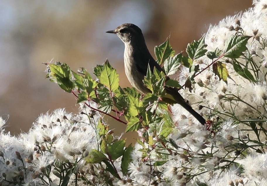 Palm Warbler - ML646213528