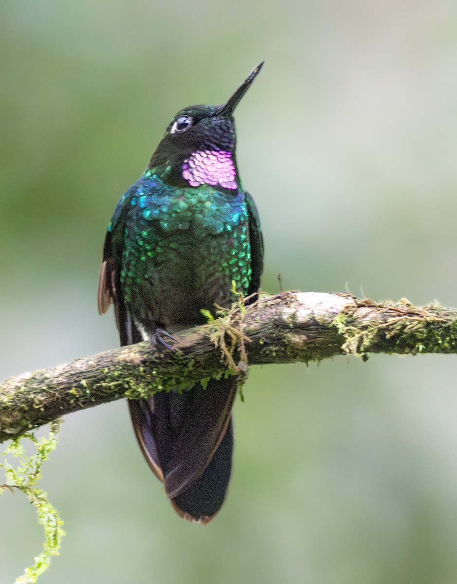 Tourmaline Sunangel - ML646213529