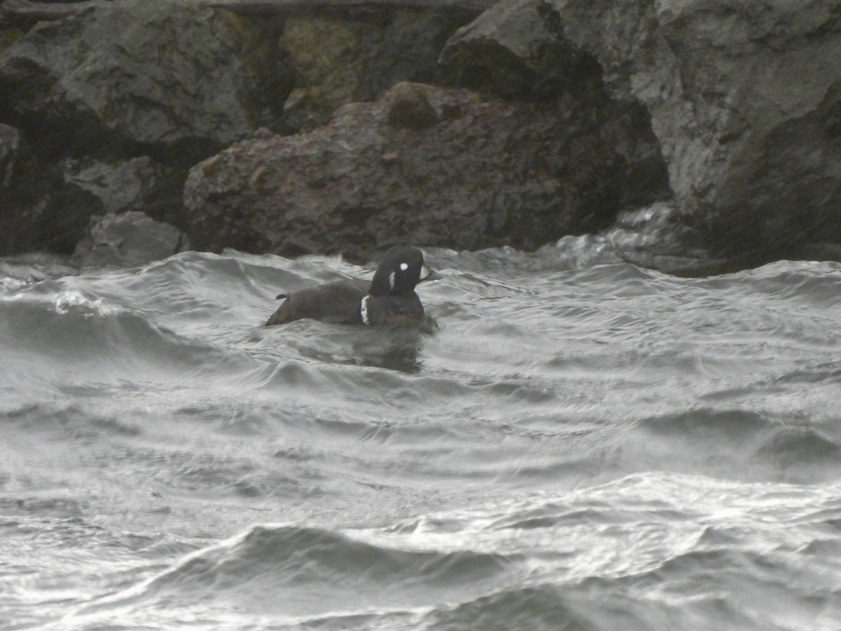 Harlequin Duck - ML646213530