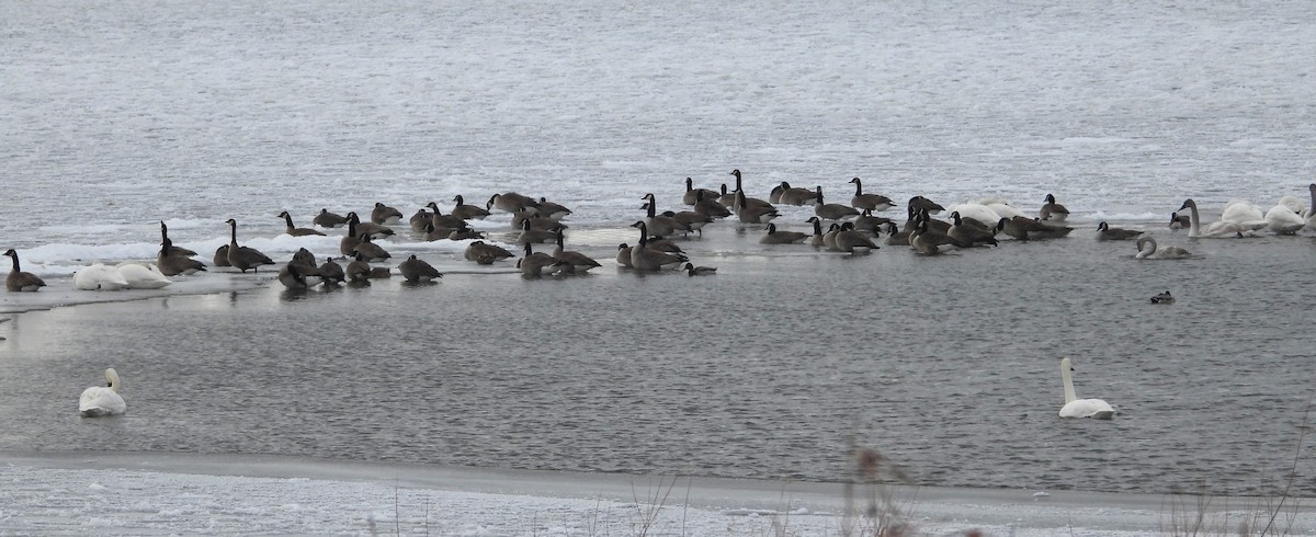 Canada Goose - ML646213537