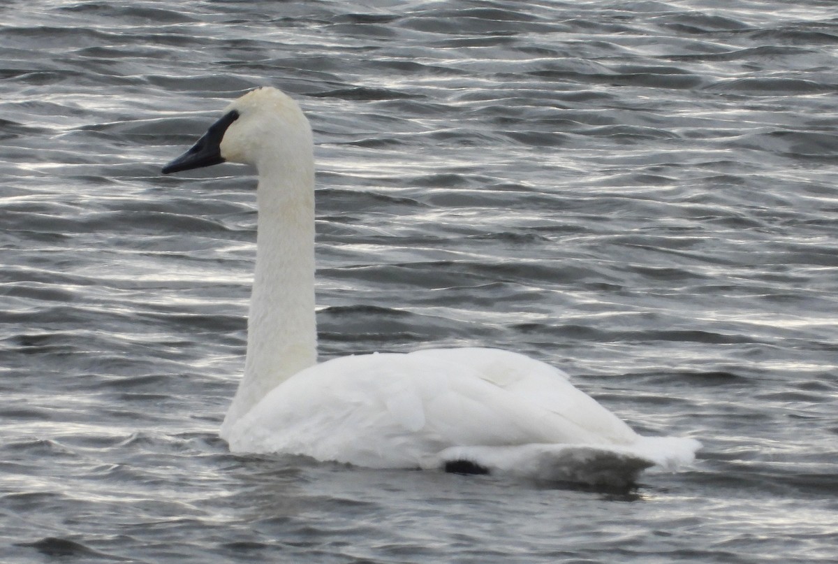 Trumpeter Swan - ML646213541