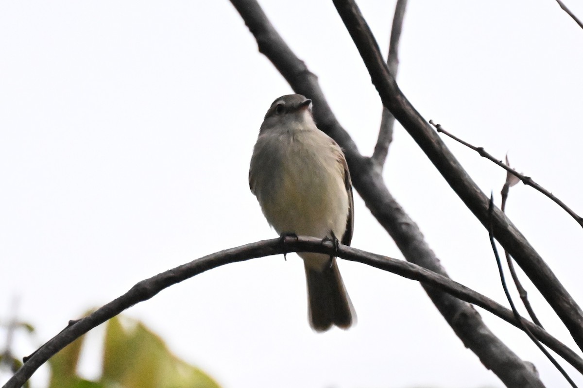 Mouse-colored Tyrannulet (Northern) - ML646213546