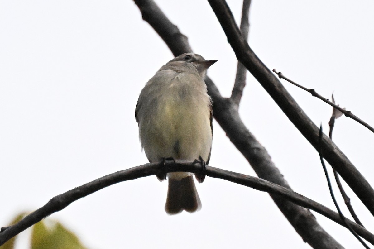 Mouse-colored Tyrannulet (Northern) - ML646213547