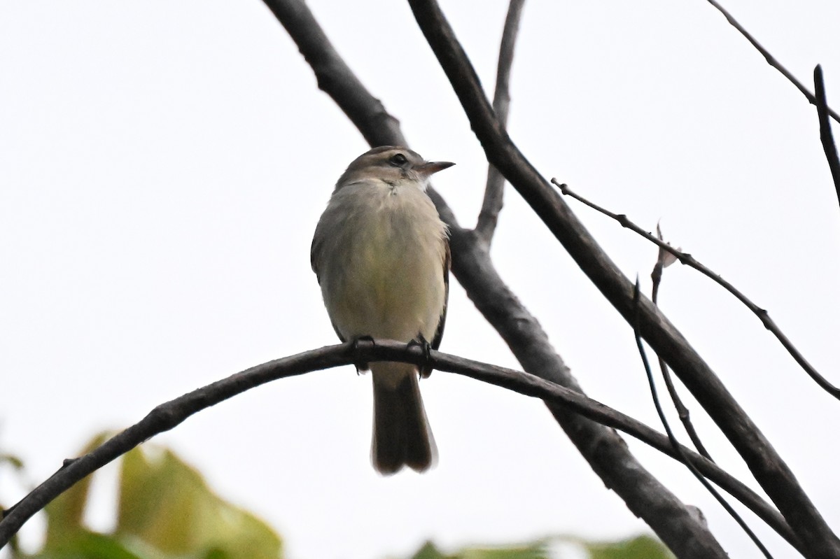Mouse-colored Tyrannulet (Northern) - ML646213548