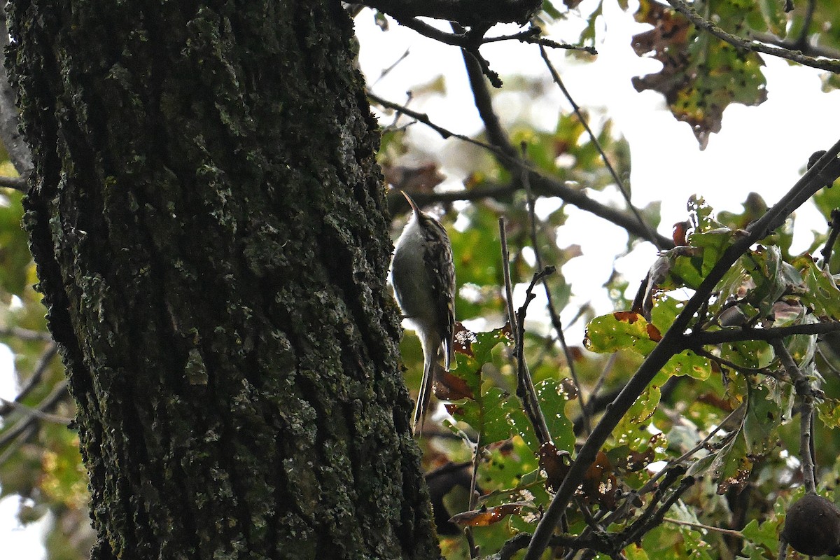 Brown Creeper - ML646213551