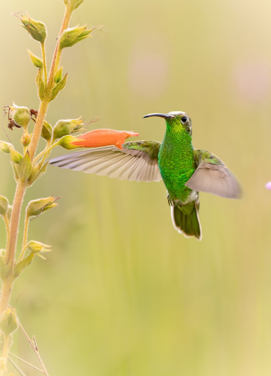 Бронзовоспинный колибри - ML646213553