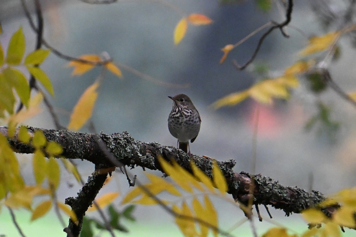 Дрізд-короткодзьоб плямистоволий - ML646213554
