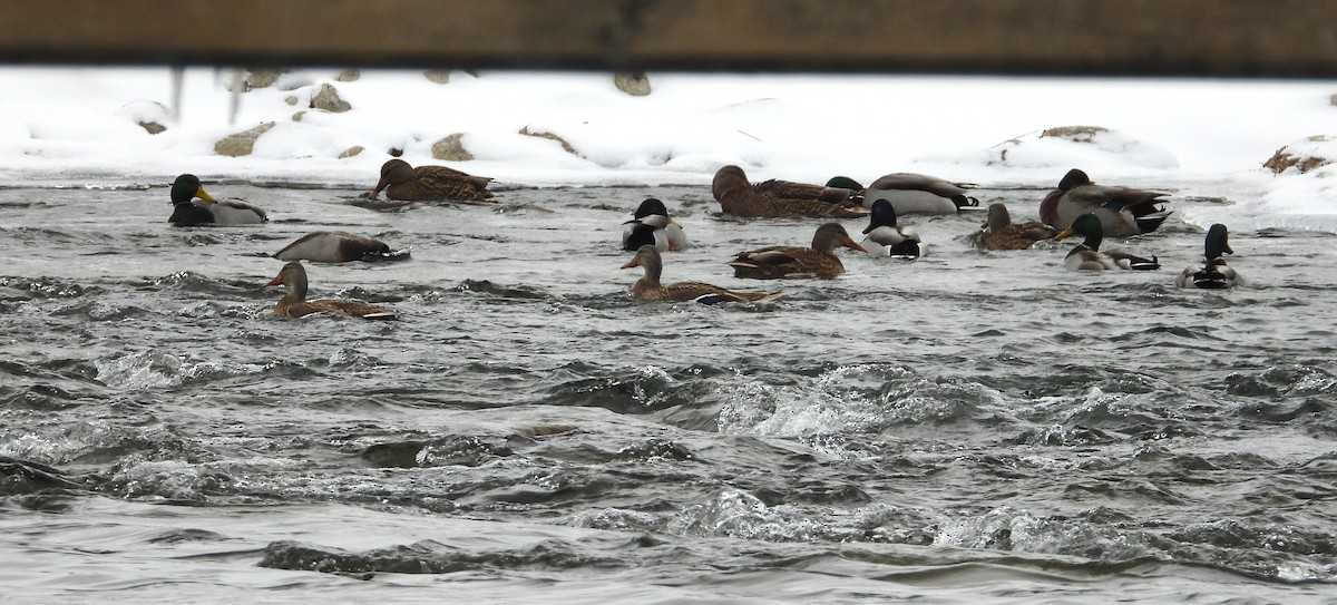 Mallard - ML646213555