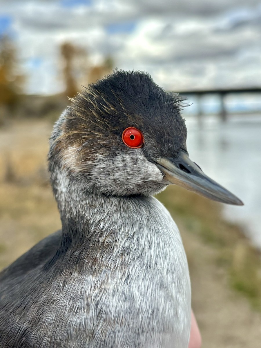 potápka černokrká - ML646213560