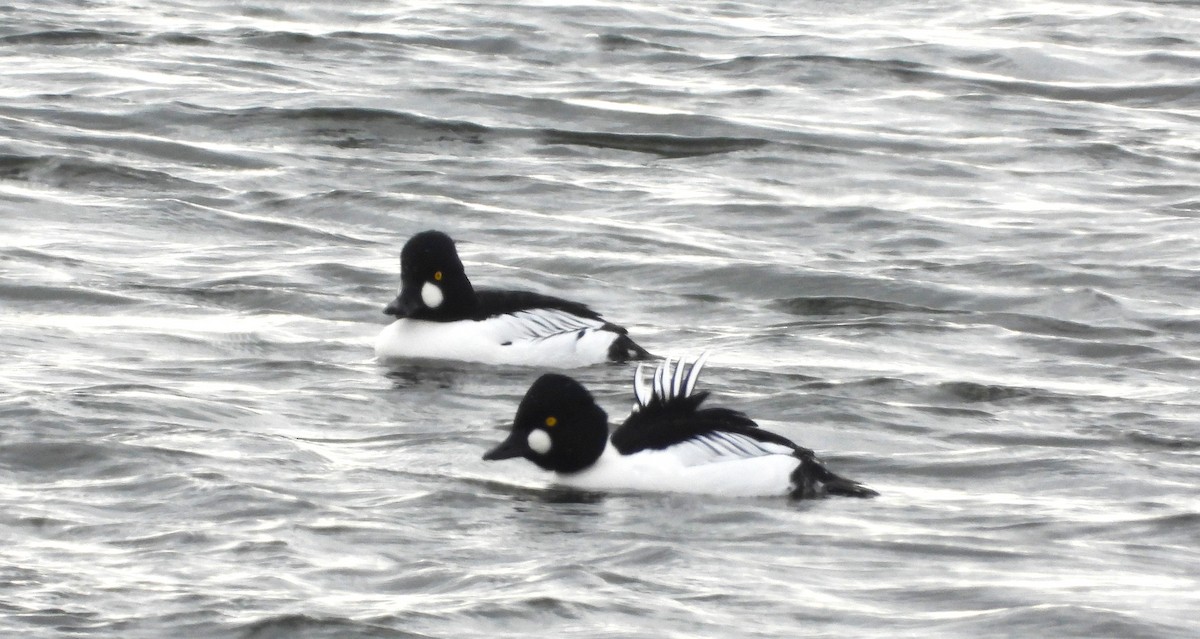 Common Goldeneye - ML646213567