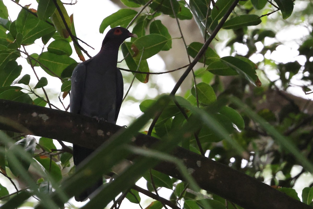 holub šedobřichý - ML646213571