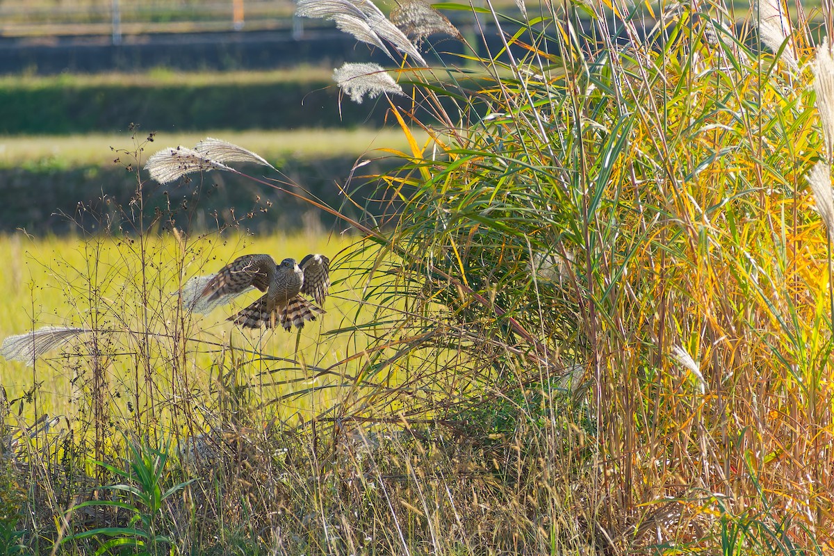 spurvehauk - ML646213573