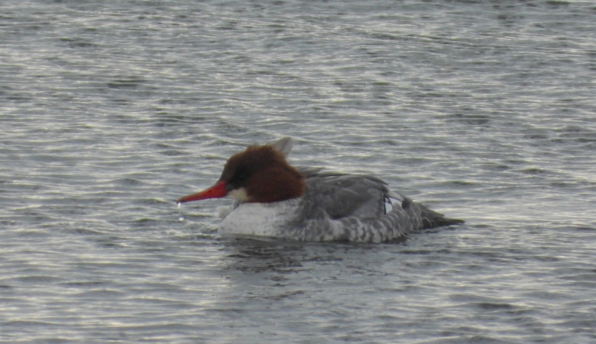 Common Merganser - ML646213574