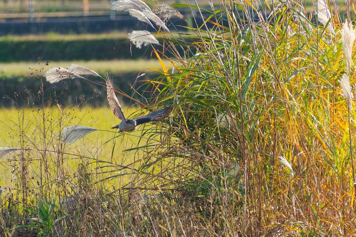 spurvehauk - ML646213575