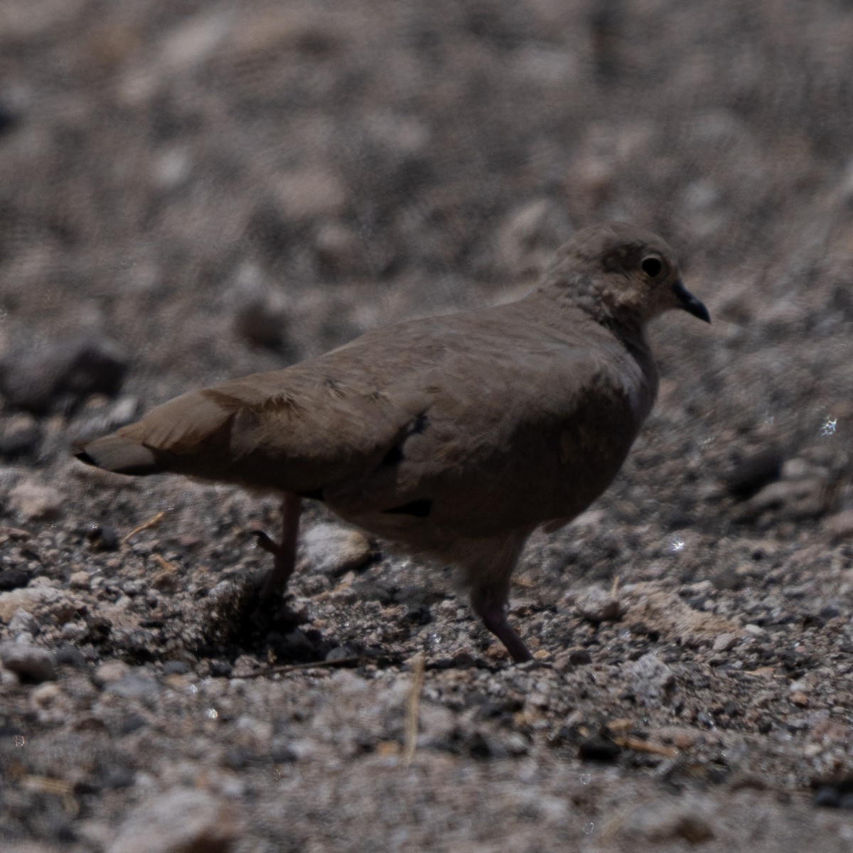 Golden-spotted Ground Dove - ML646213578