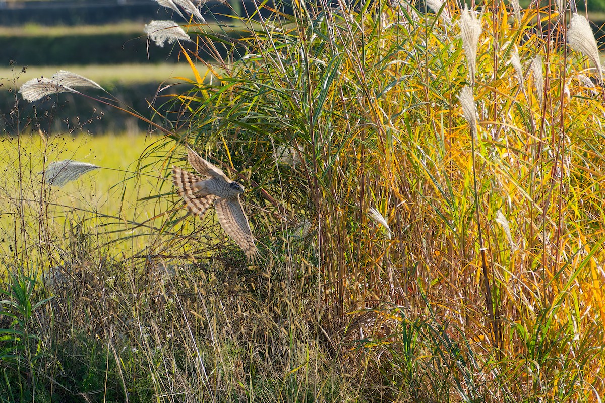 spurvehauk - ML646213583