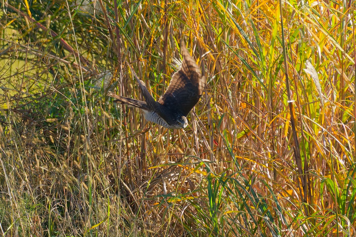 spurvehauk - ML646213585