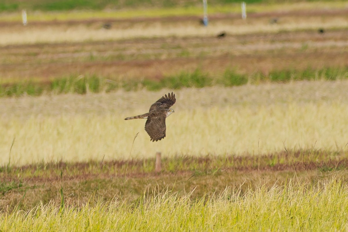 spurvehauk - ML646213588