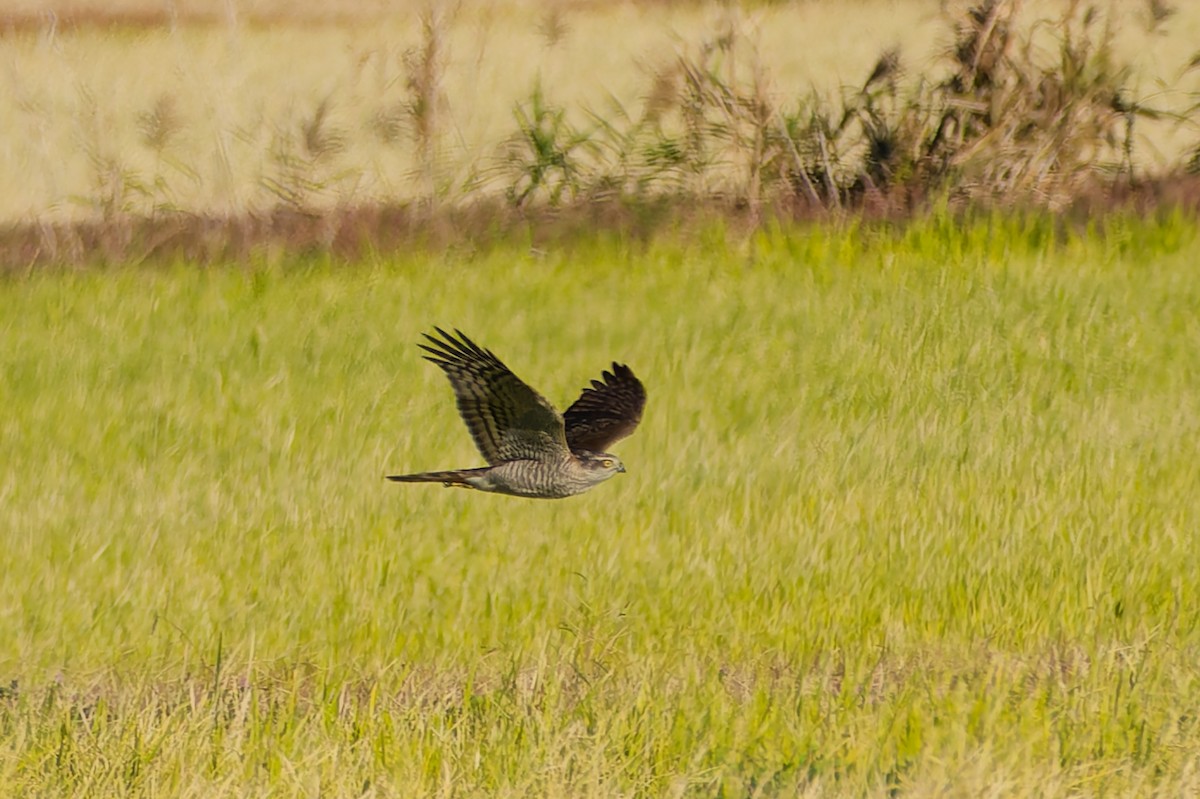 spurvehauk - ML646213592