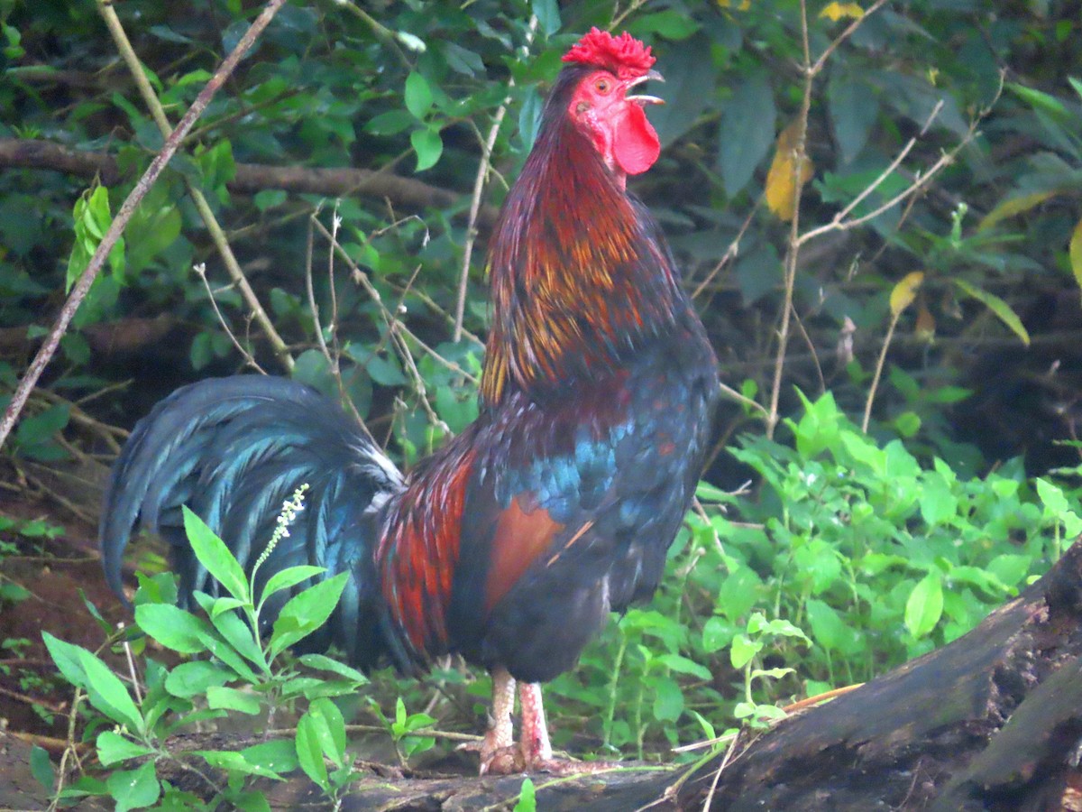 Курка банківська - ML646213595