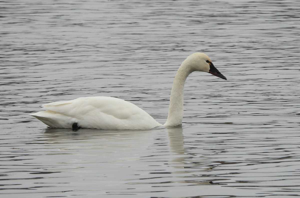 labuť malá - ML646213596