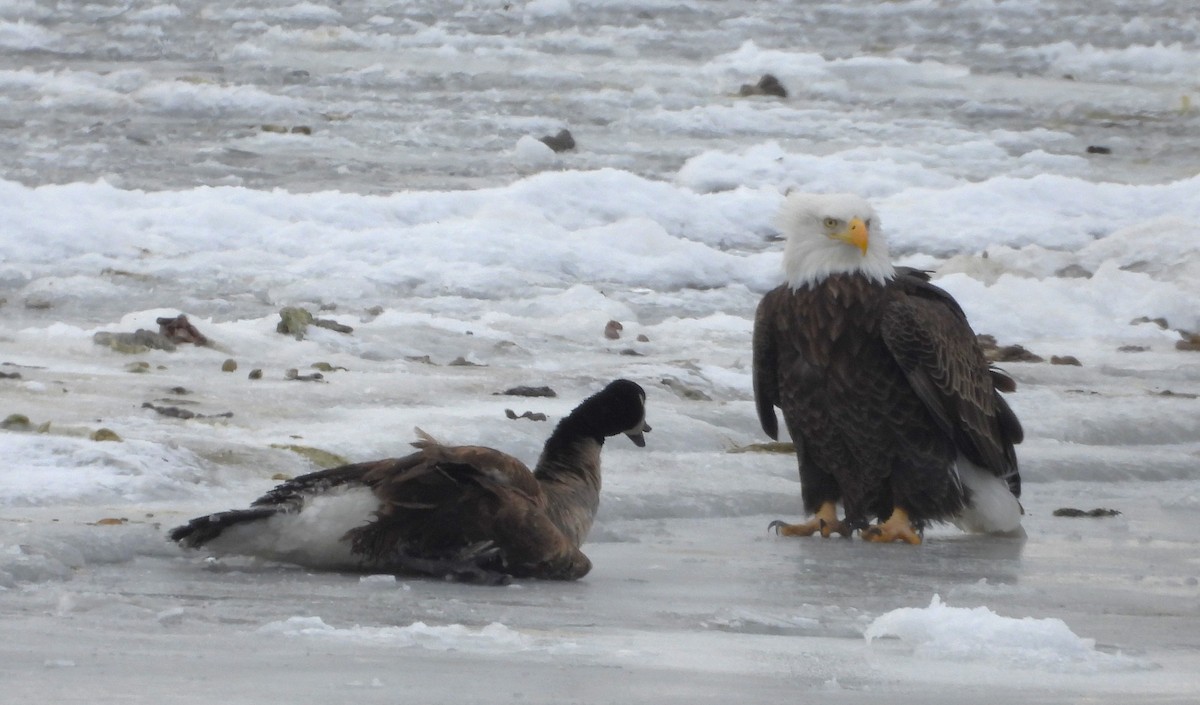 Bald Eagle - ML646213598