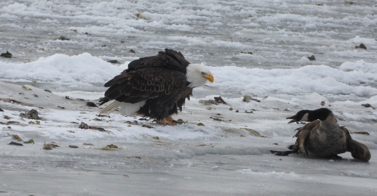 Bald Eagle - ML646213599