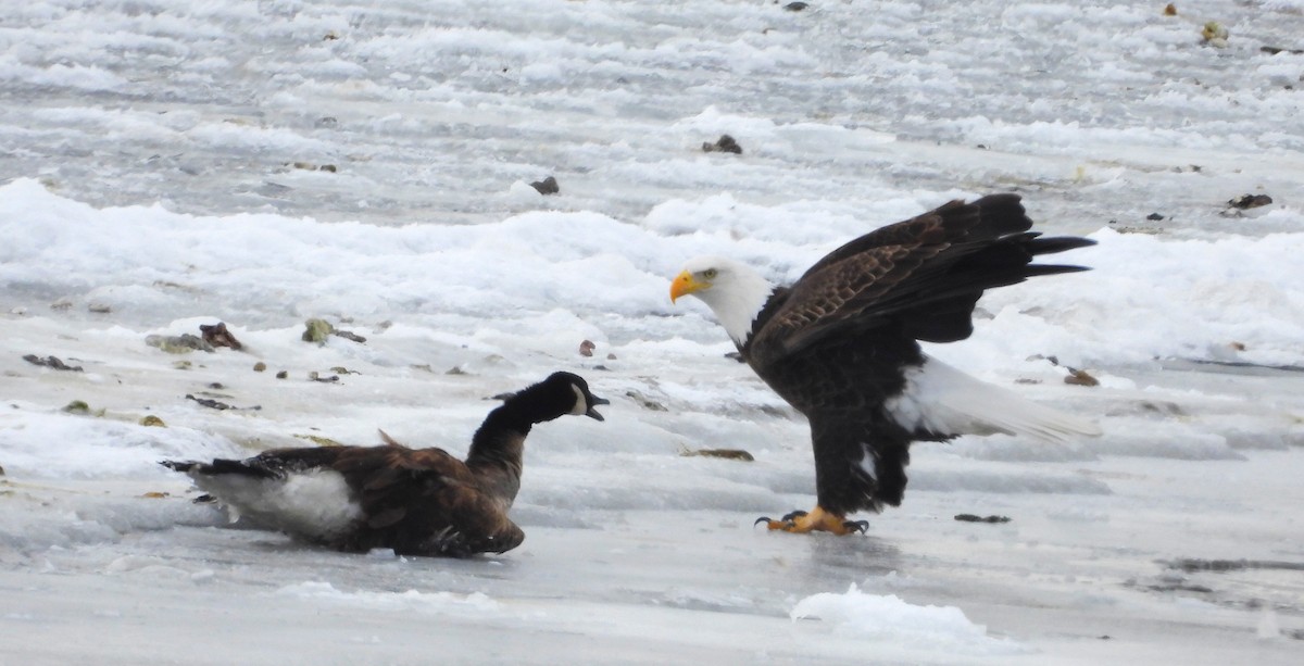 Bald Eagle - ML646213600