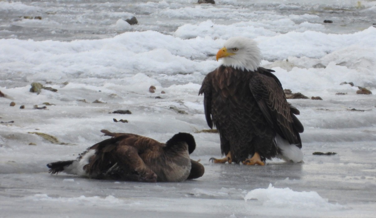 Bald Eagle - ML646213601