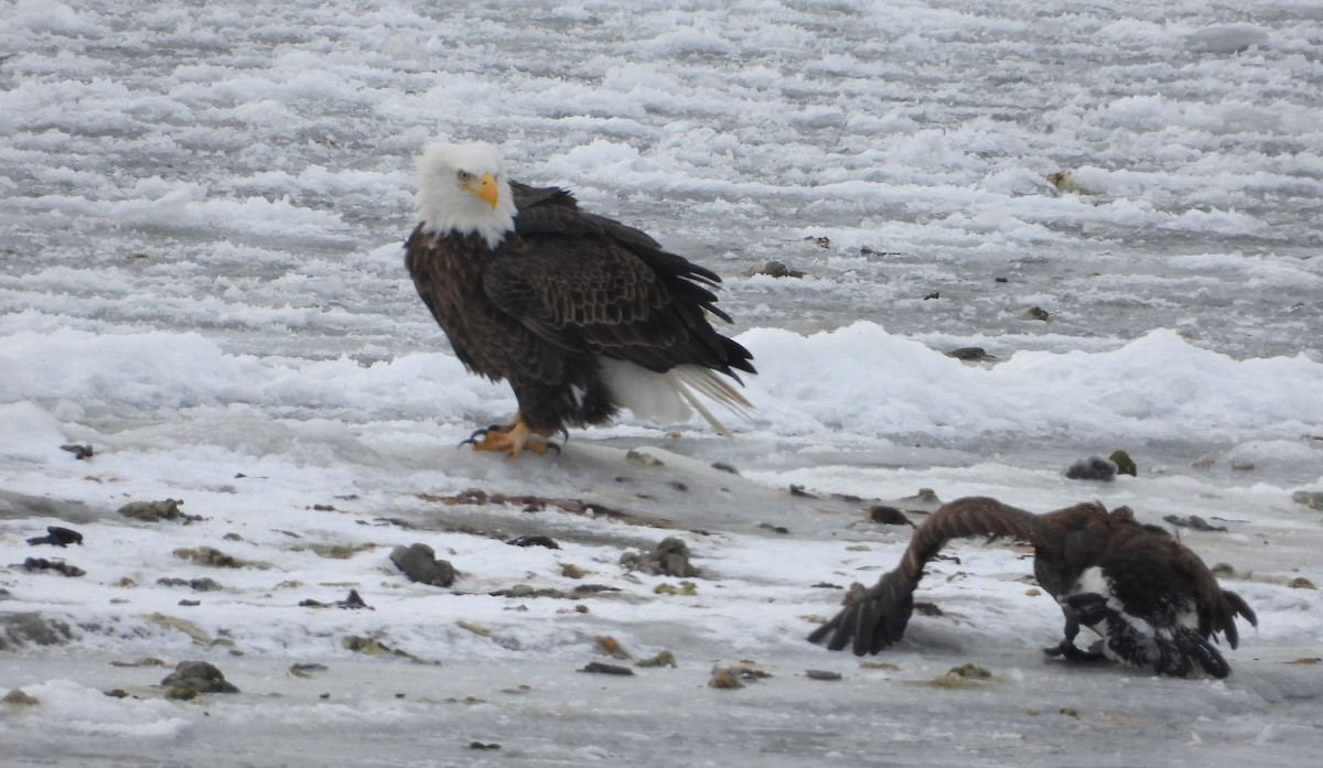 Bald Eagle - ML646213602