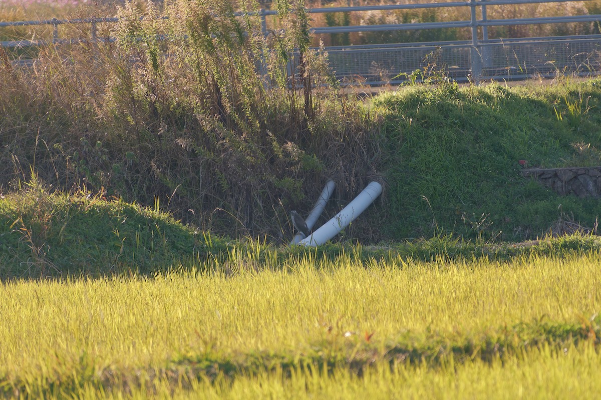 spurvehauk - ML646213603