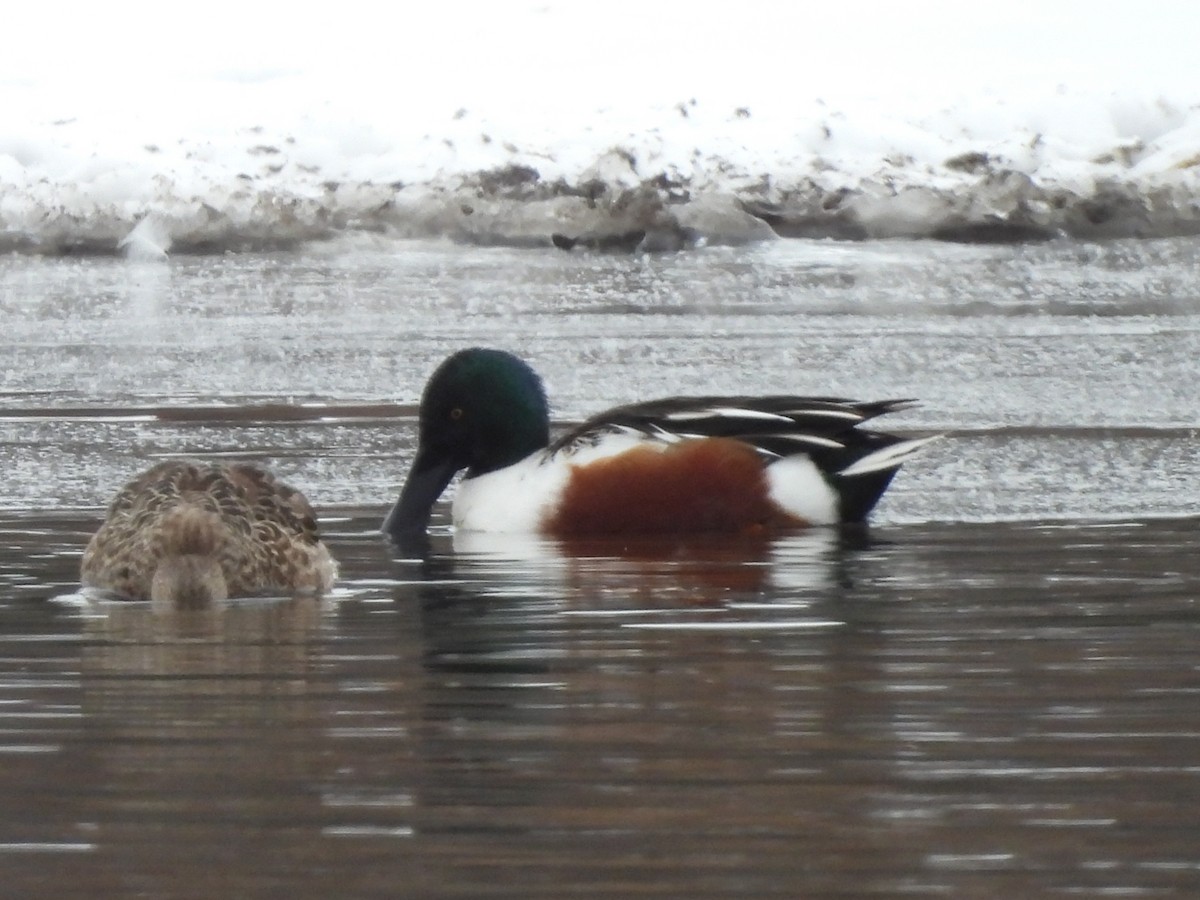 lžičák pestrý - ML646213604