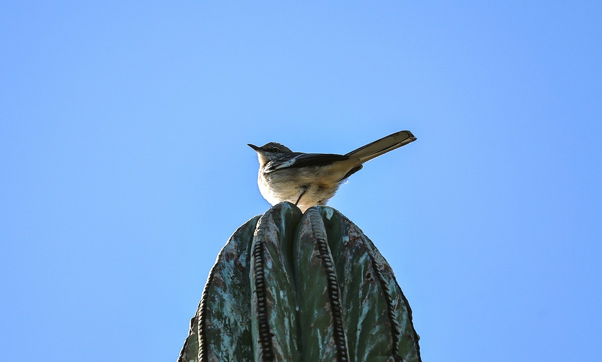 Northern Mockingbird - ML646213610