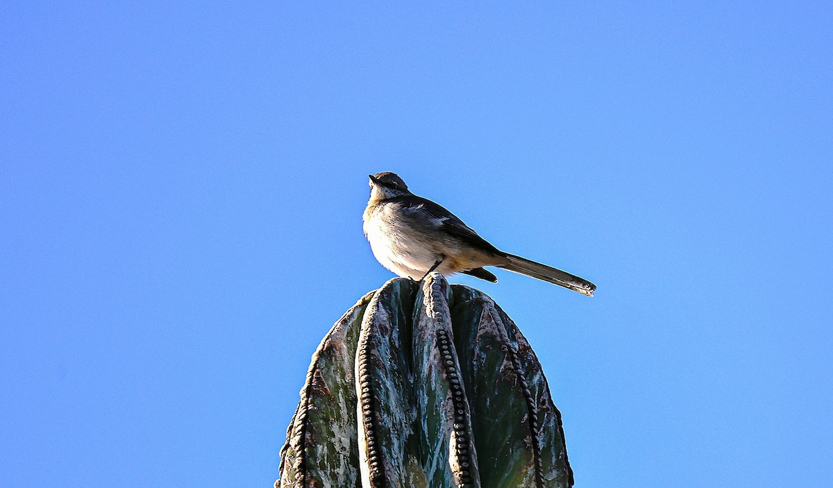 Northern Mockingbird - ML646213611