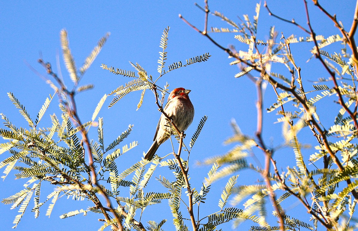 House Finch - ML646213618