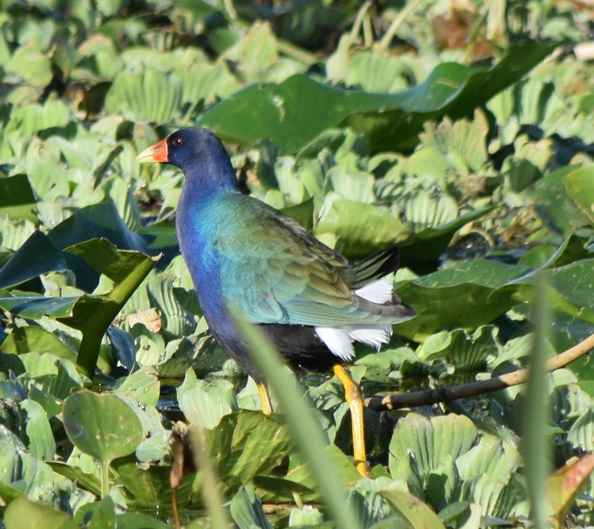 Purple Gallinule - ML646213626
