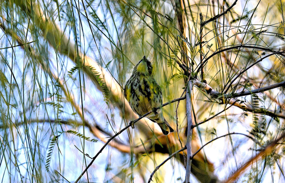 Yellow-rumped Warbler - ML646213628