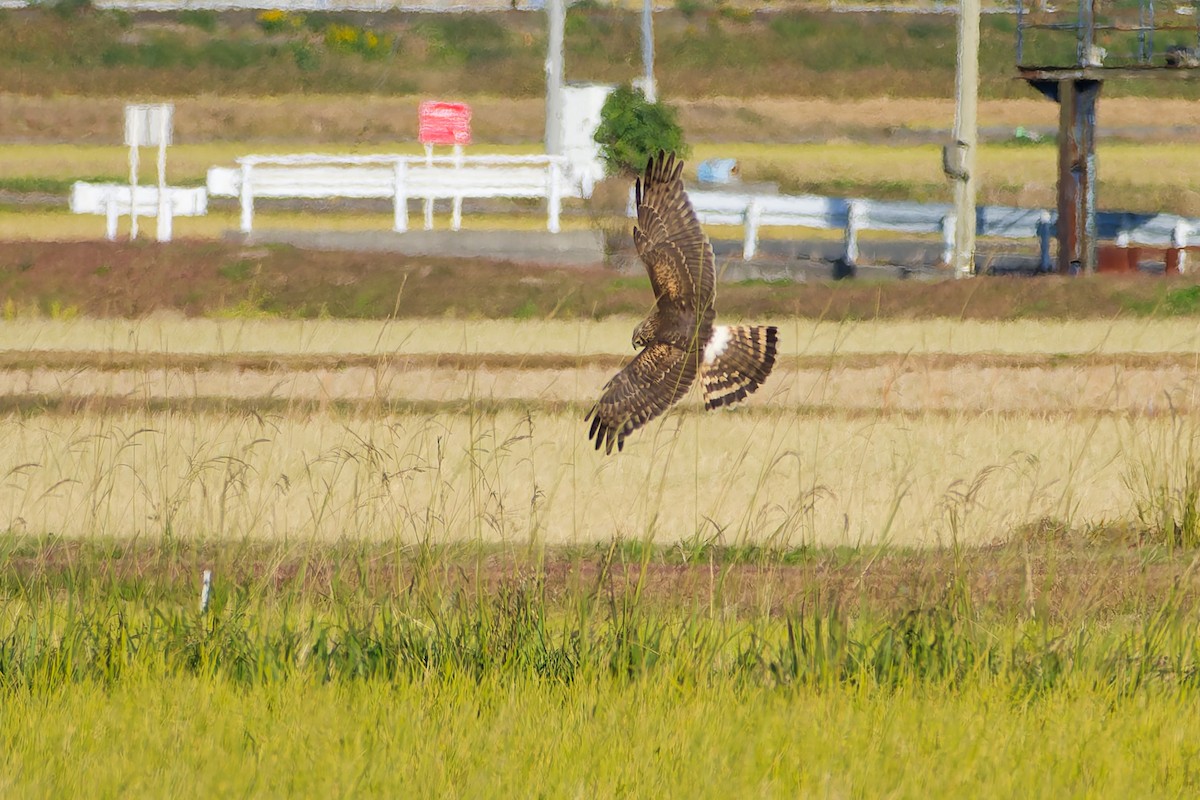 myrhauk - ML646213629