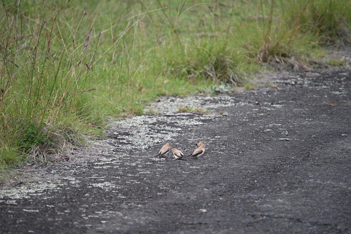 African Silverbill - ML646213630