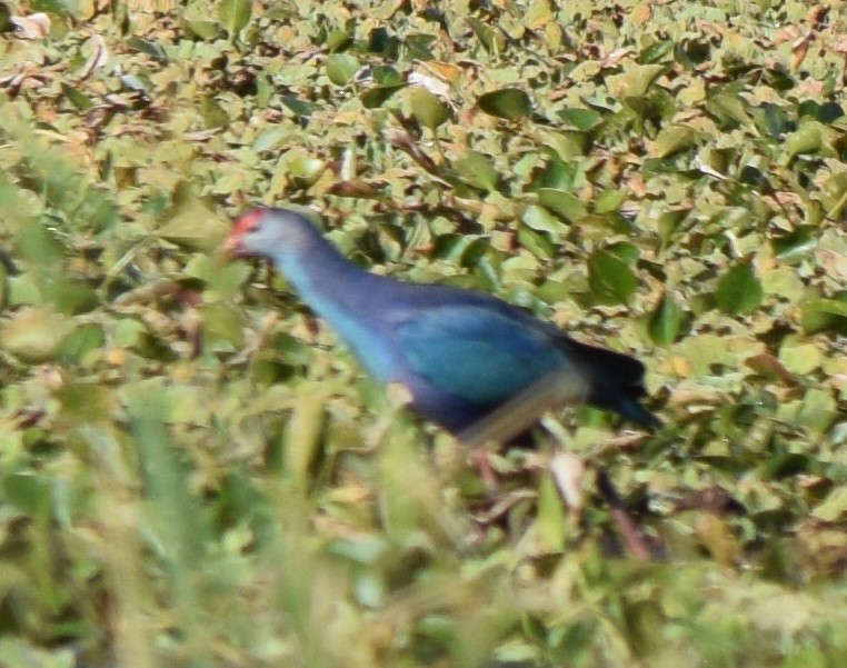 Uroilo urdin burugrisa - ML646213631