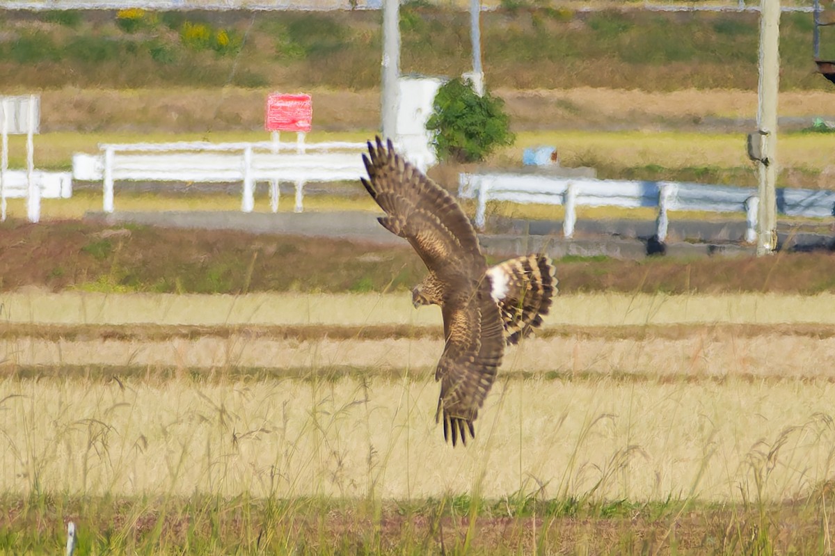 myrhauk - ML646213632